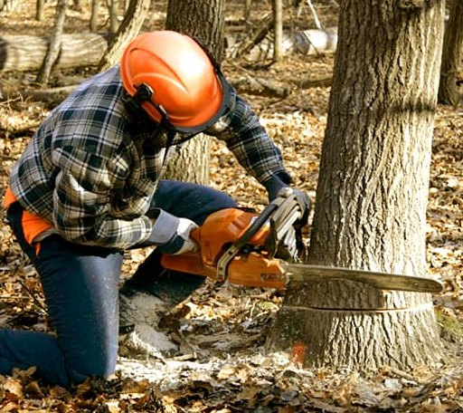 Tree Removal in Parmele, NC